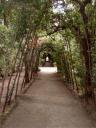 path-in-boboli-gardens.jpg
